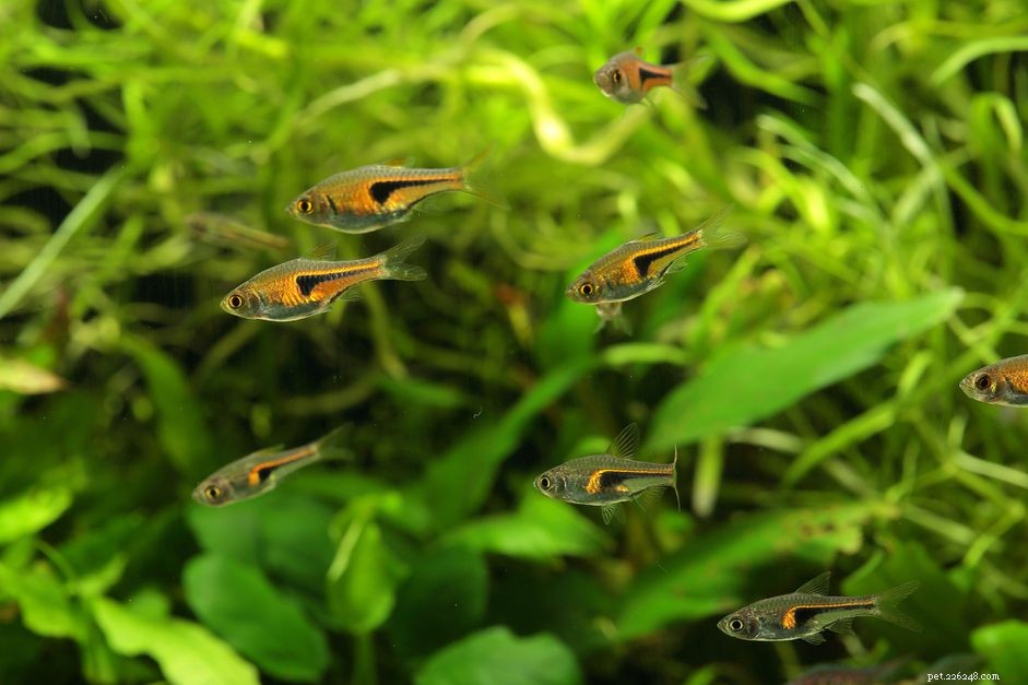Hur man föder upp tropisk fisk med äggspridare