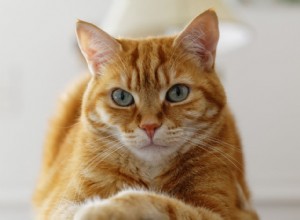 Qu est-ce que Cuterebra et comment le traiter chez les chats