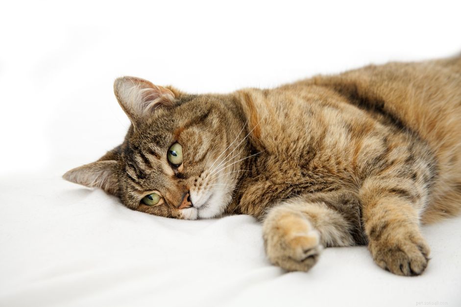 고양이 발작:증상, 원인 및 치료