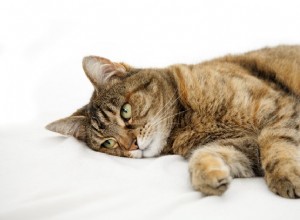 고양이 발작:증상, 원인 및 치료