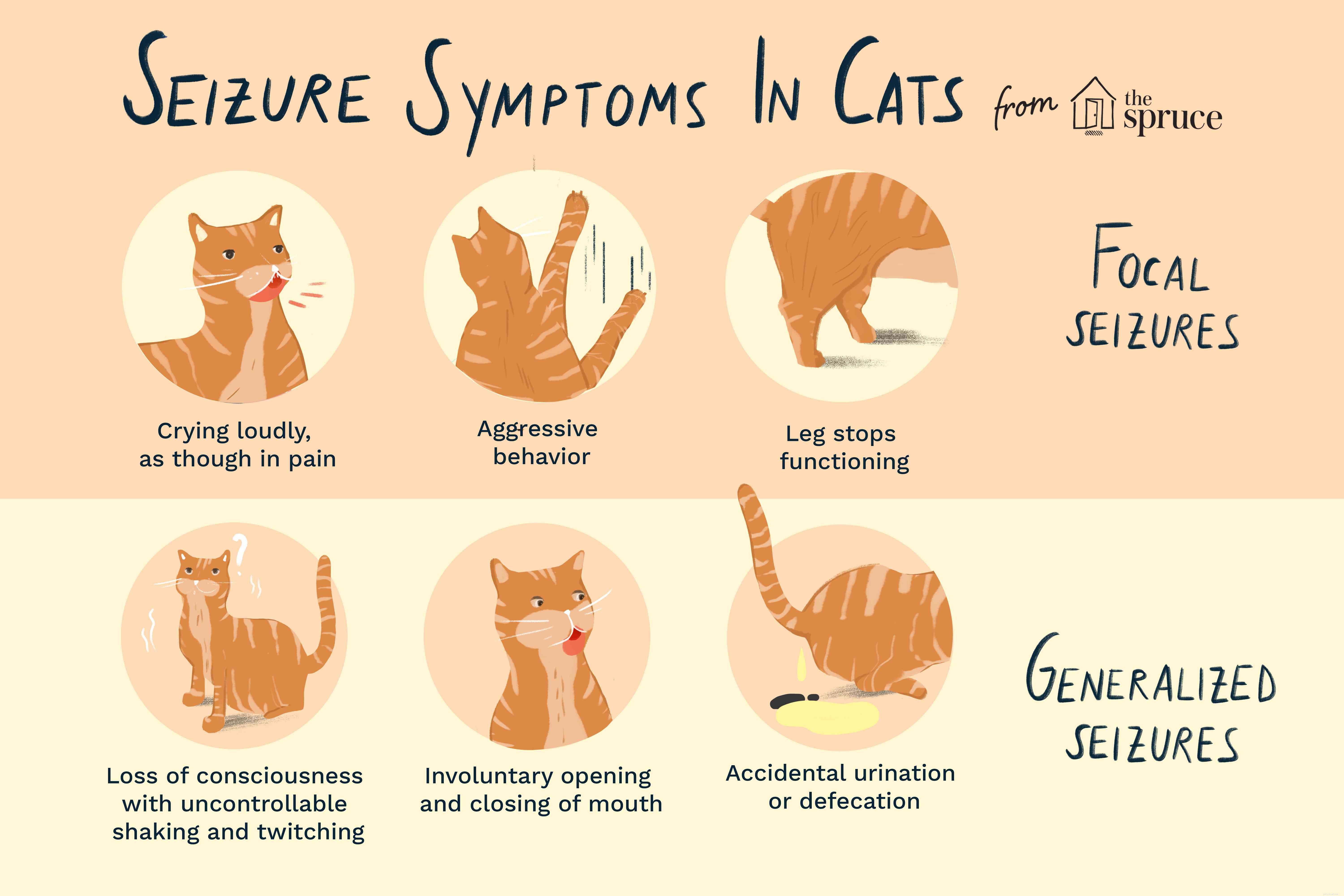 Anfall hos katter:symtom, orsaker och behandling