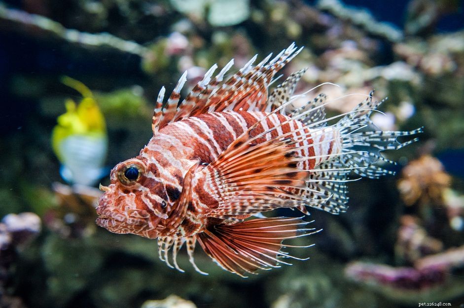 Cuidado com peixes venenosos em aquários de água salgada