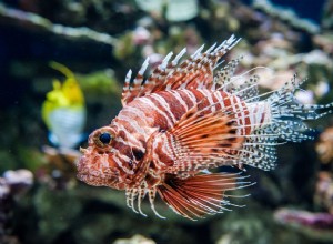 Cuidado com peixes venenosos em aquários de água salgada