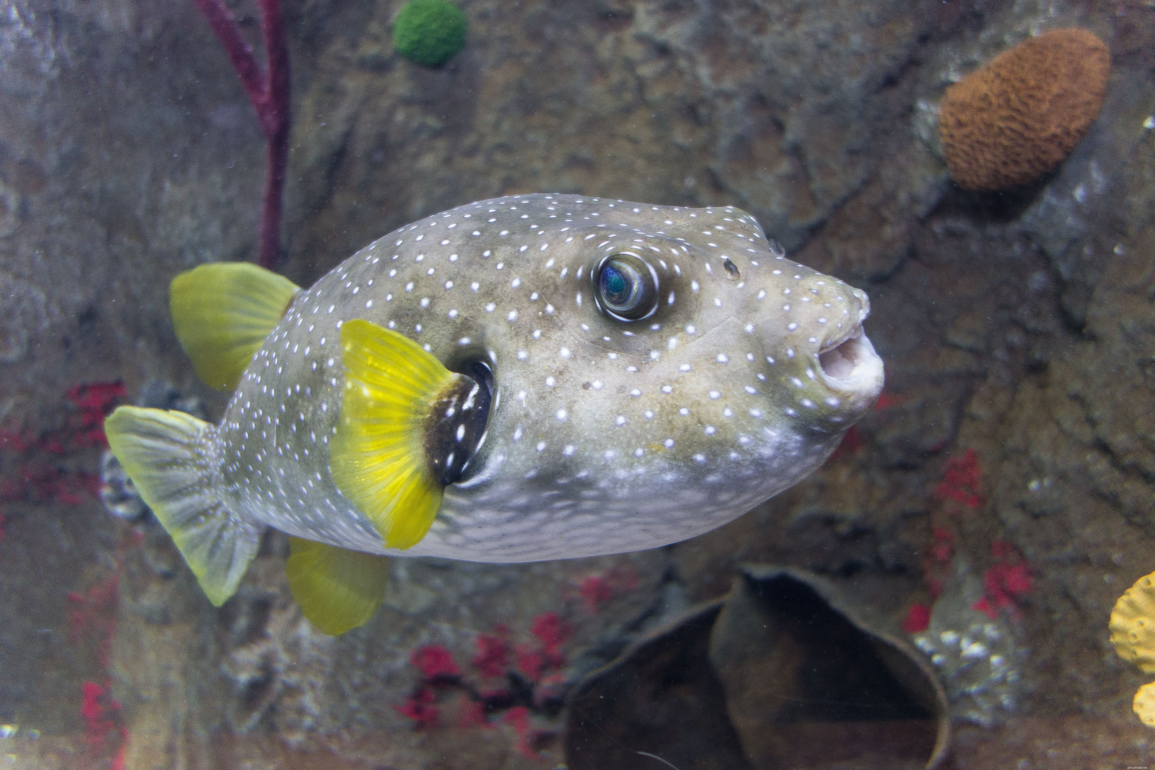 Pozor na jedovaté ryby ve mořských akváriích