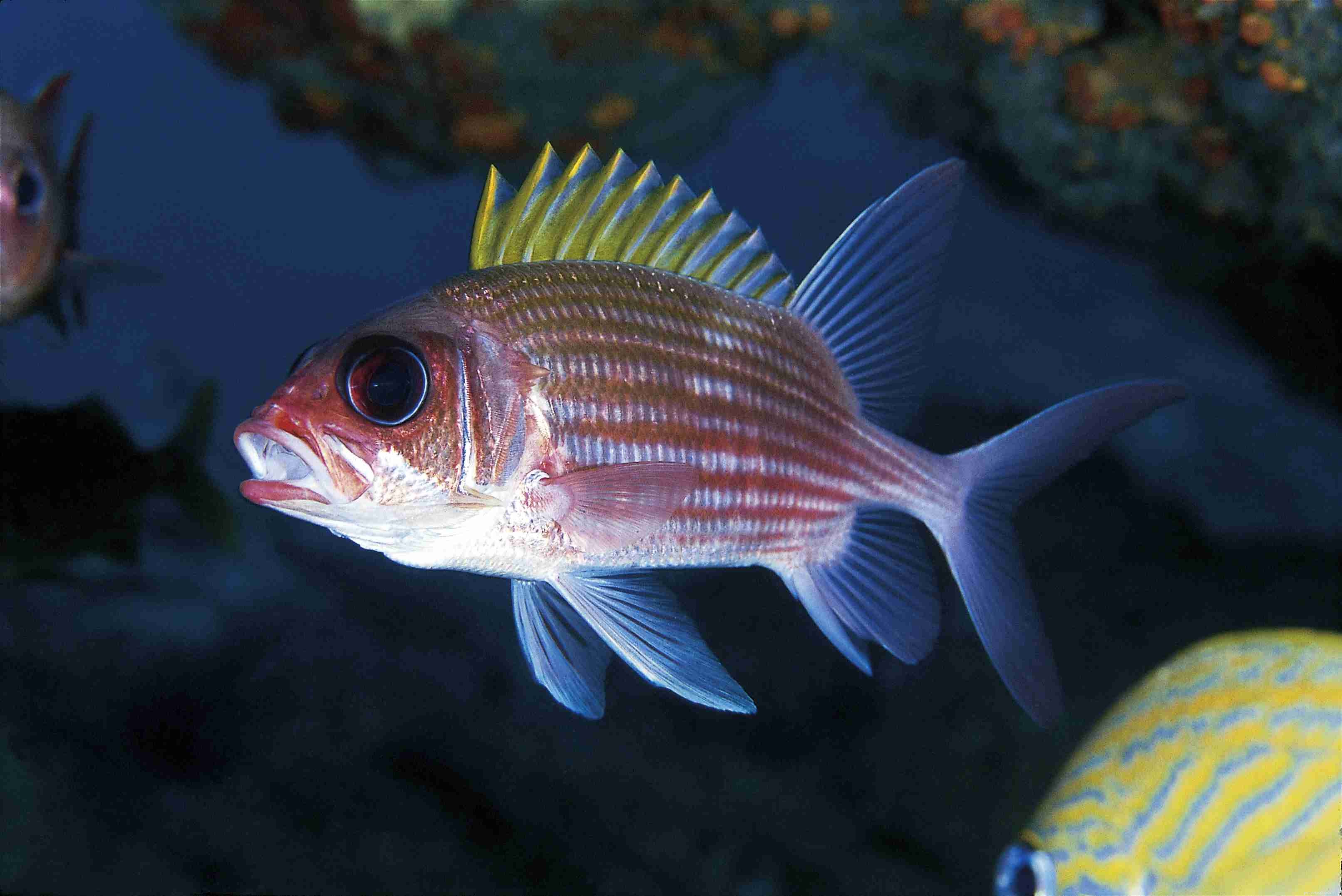 Méfiez-vous des poissons toxiques dans les aquariums d eau salée
