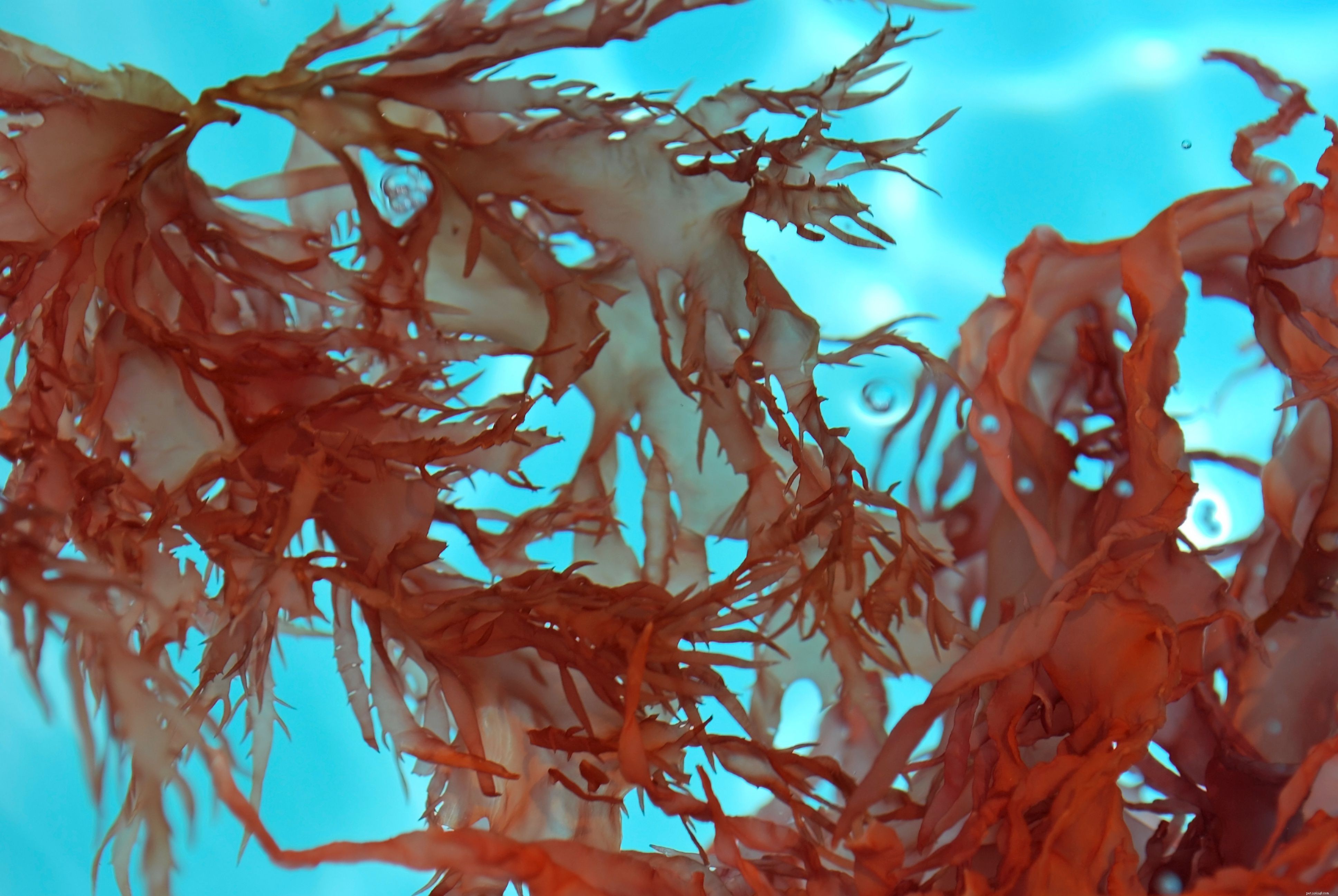 해수 수족관에서 거대 조류 사육