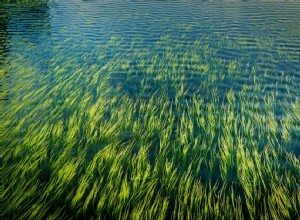 Cultivando macroalgas em seu aquário de água salgada