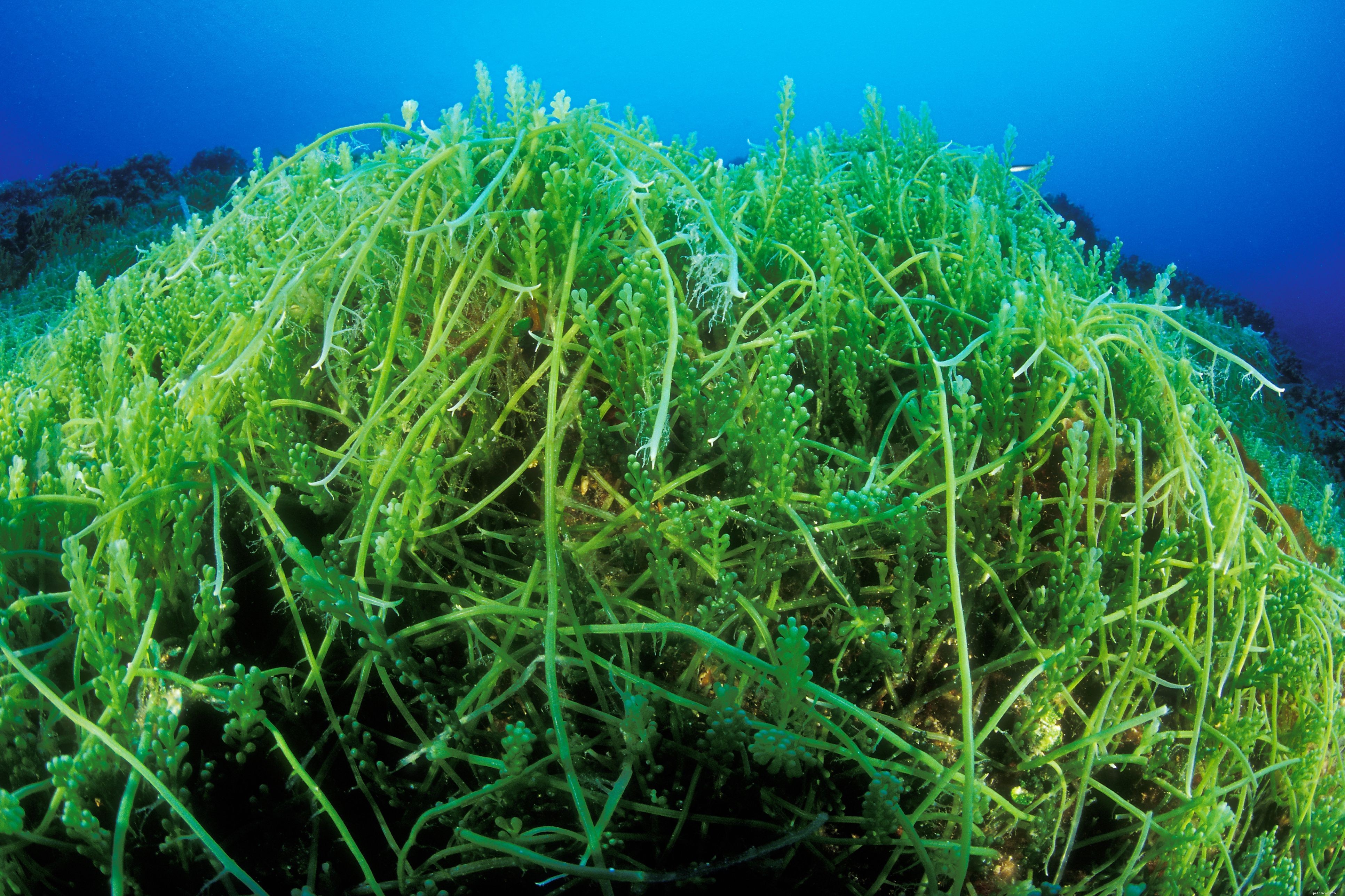 Pěstování makrořas ve vašem mořském akváriu