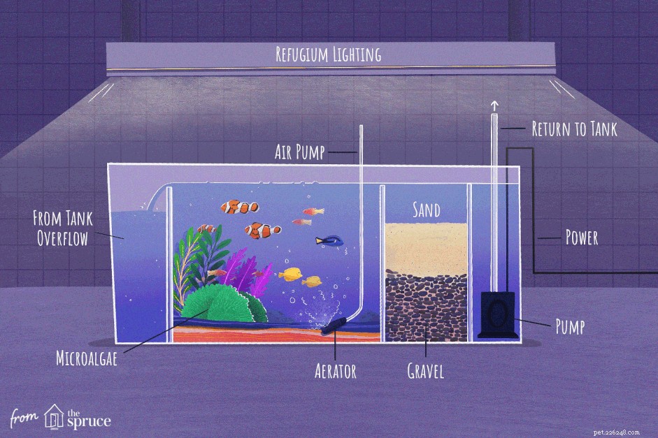 Instruções para construir um refúgio de aquário de água salgada