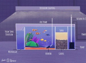 海水水族館のRefugiumを構築するための手順 