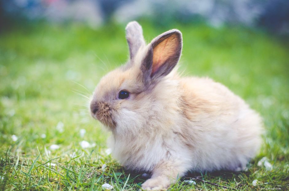 Jak léčit králičí ileus, běžnou GI poruchu