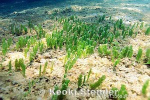 Как бороться с зелеными водорослями в аквариуме с морской водой