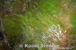 Como controlar algas verdes do cabelo em um aquário de água salgada