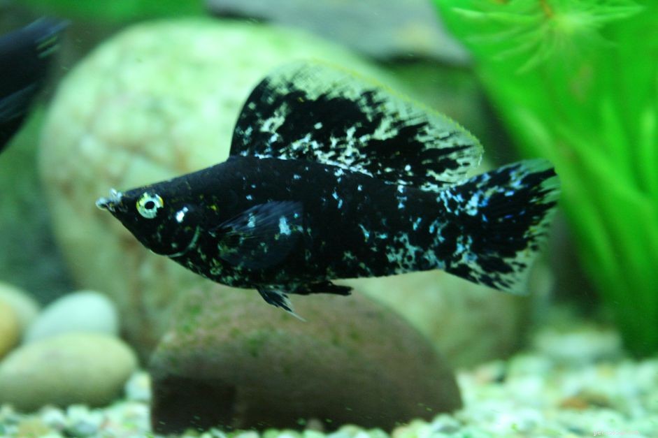 Profil druhu ryb Mollie