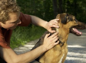 5 věcí, které by majitelé psů měli vědět o klíšťatech