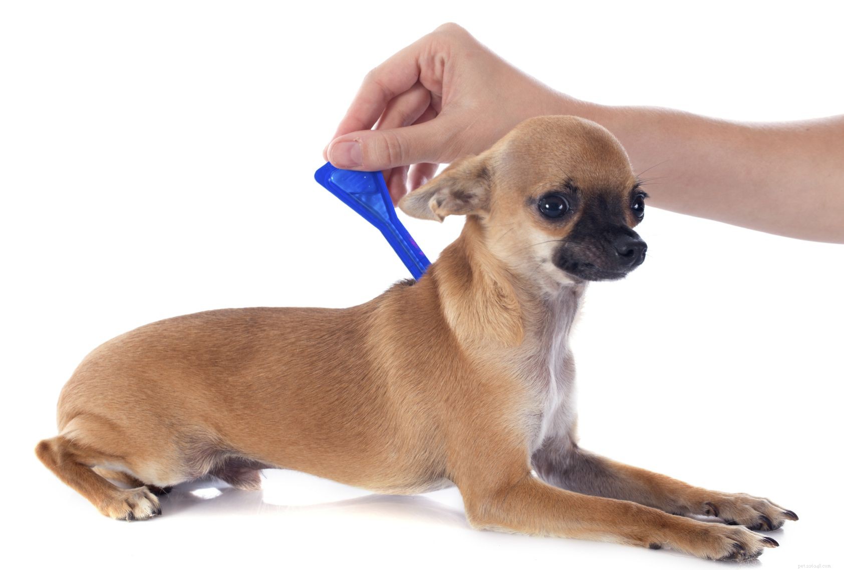 5 вещей, которые владельцы собак должны знать о клещах