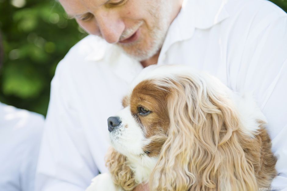 Complicaties van chronische oorontsteking bij honden