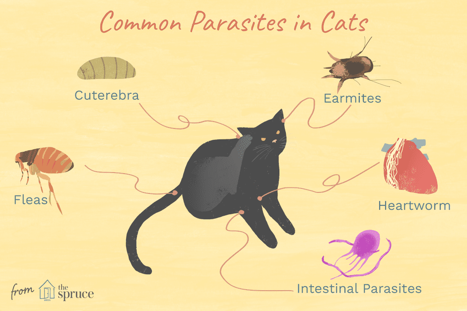 Wormen, mijten, teken en andere insecten die op katten leven