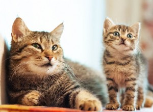 Changements observés au cours des principales étapes de la vie d un chat 