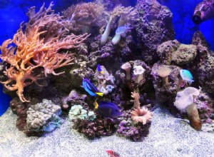 ライブロックで海水水族館をサイクリングする方法 