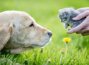 애완동물 백선 및 예방 방법