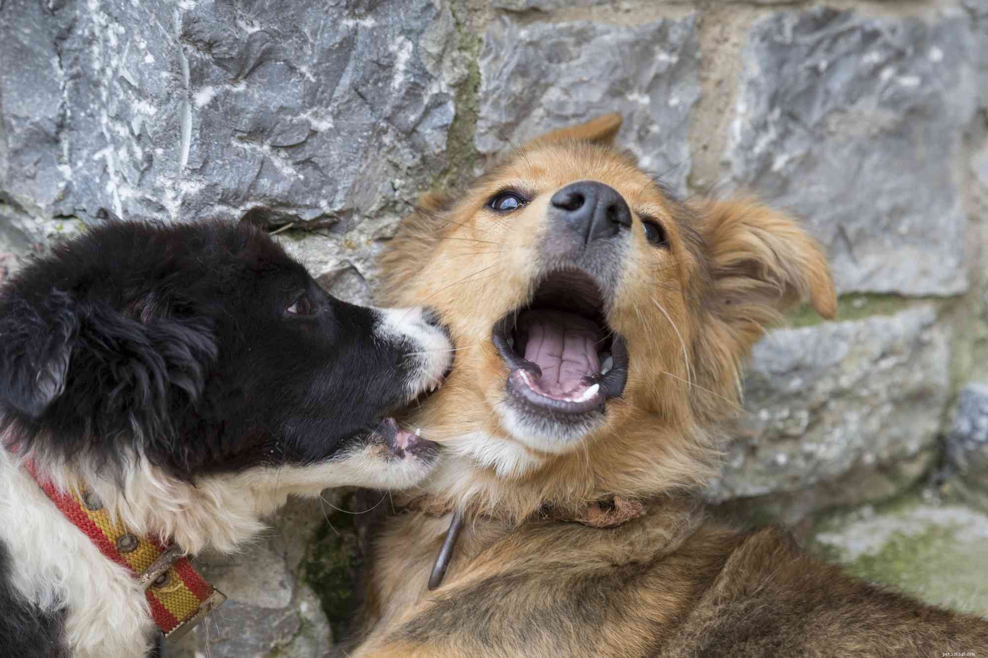애완동물 응급처치:개에 물린 상처 치료