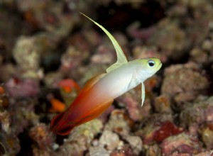 Gobie Firefish (Magnificent Dartfish)