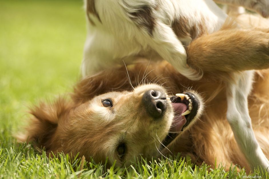 EHBO voor huisdieren:de behandeling van uw honden Dierenbeet