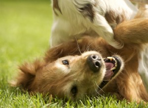 Premiers soins pour animaux de compagnie :traiter les morsures d animaux chez votre chien