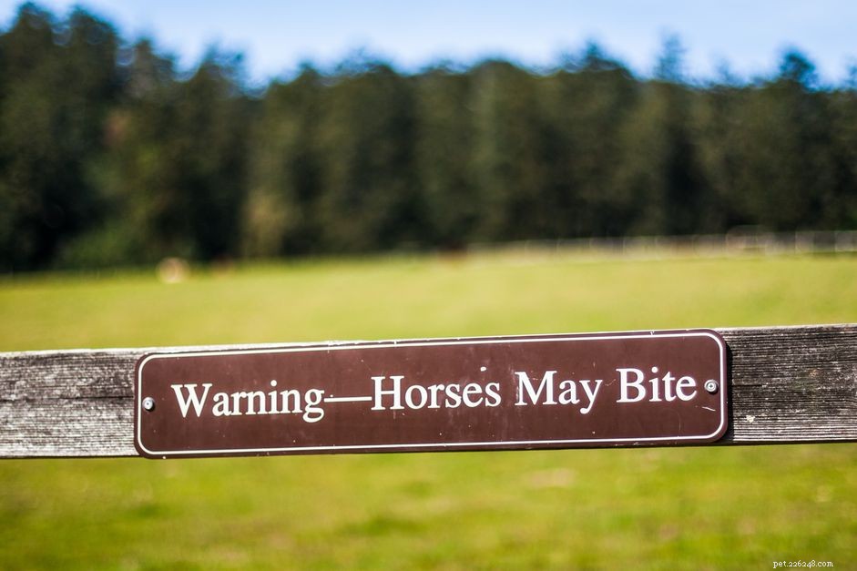 Hoe u kunt voorkomen dat uw paard bijt