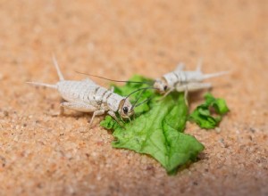 Comment fonctionne le chargement intestinal