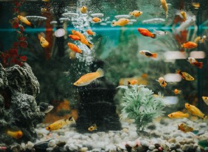 Erreurs courantes lors du démarrage d un nouvel aquarium