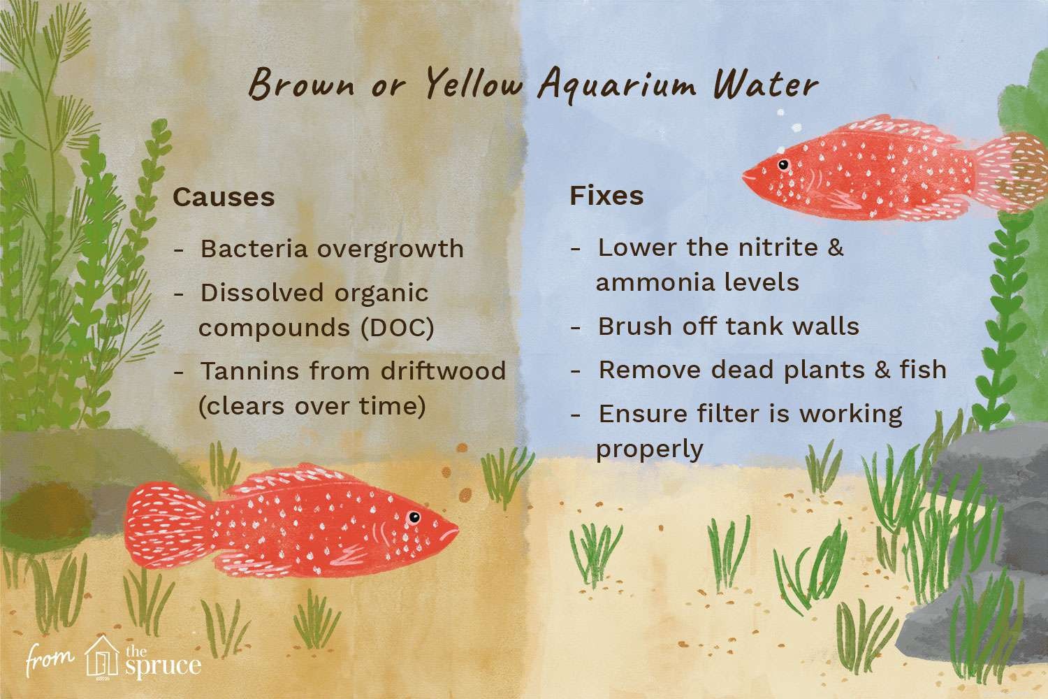 黄色または茶色の水族館の水の原因と修正 