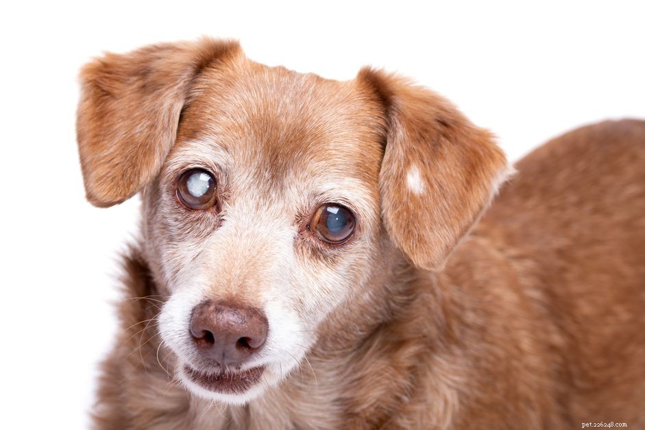 Как лечить катаракту у собак
