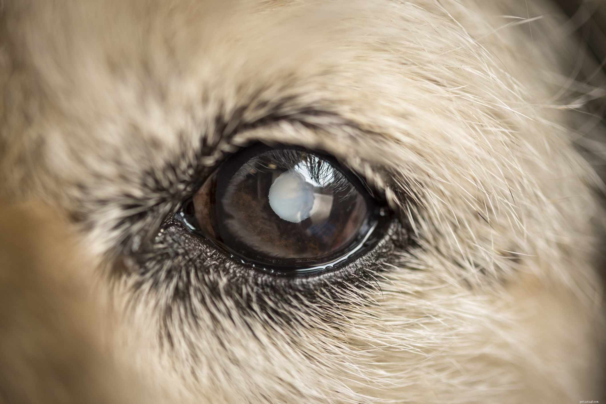 Comment traiter la cataracte chez le chien