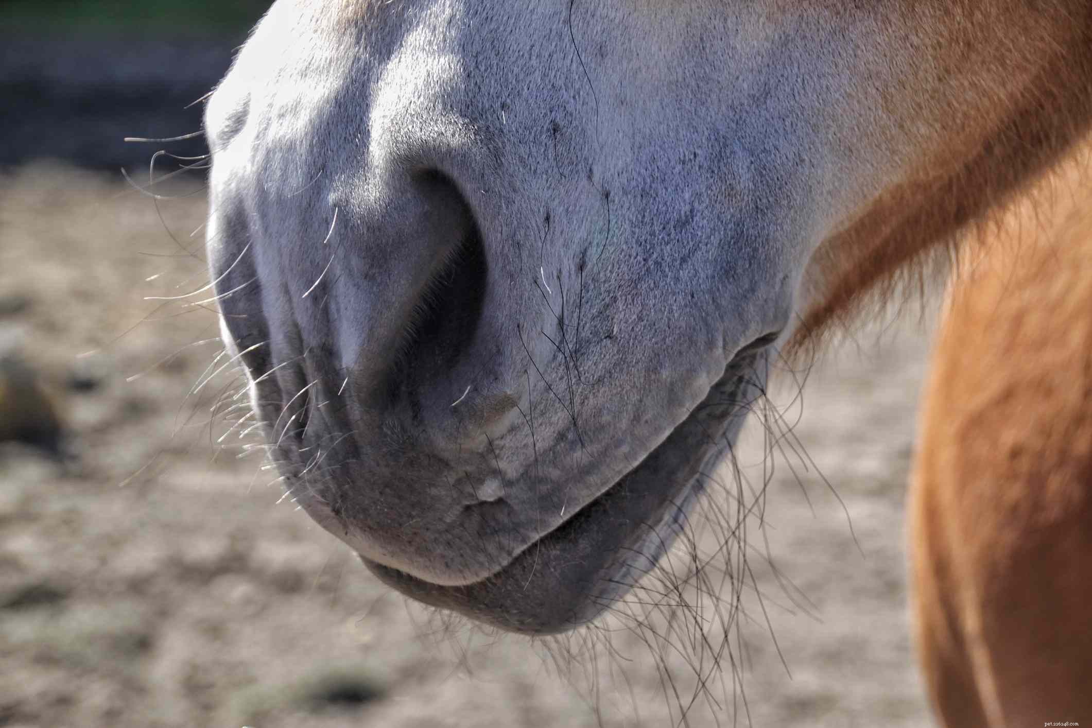 En bildguide till de olika delarna av en häst