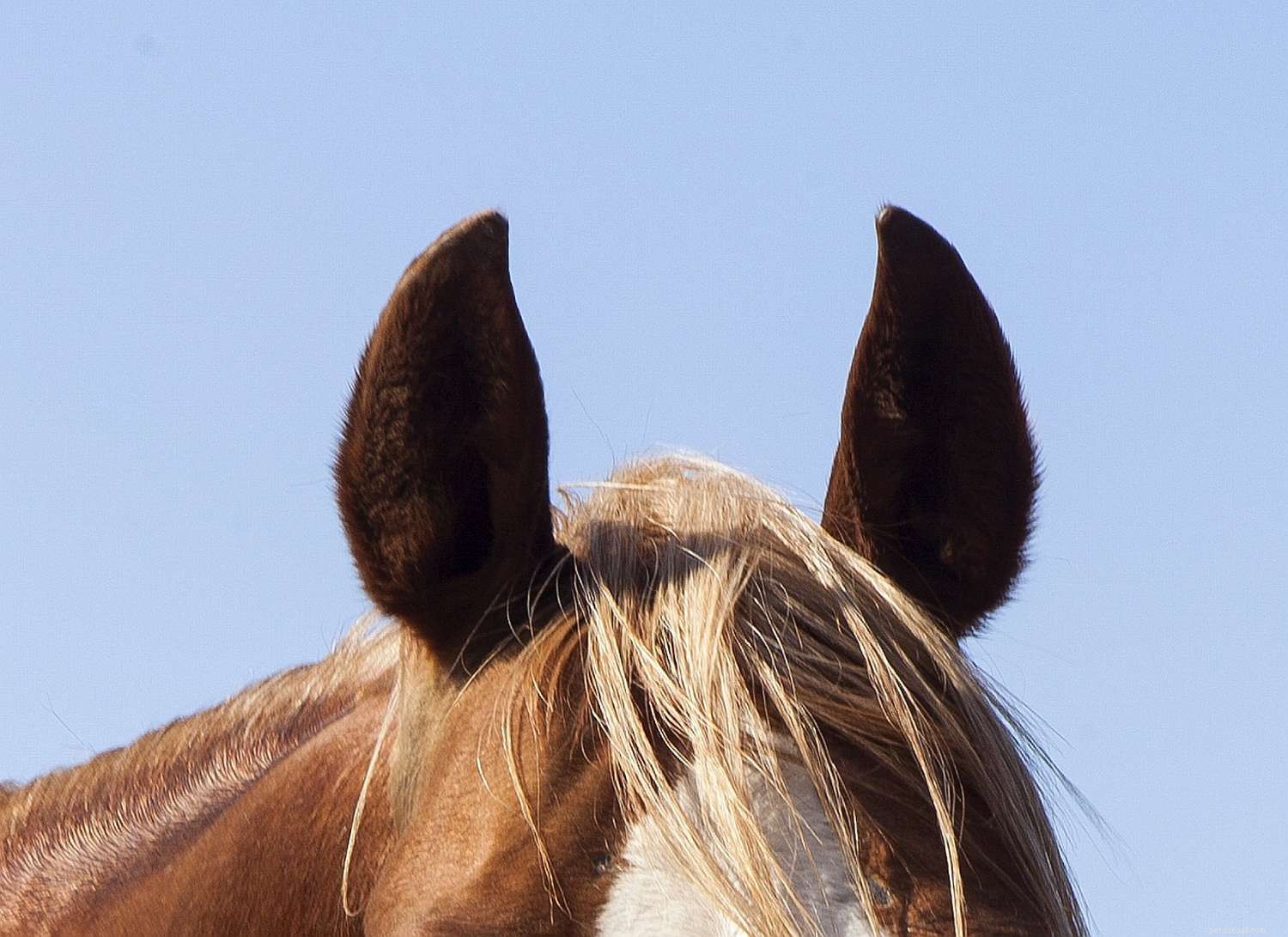 Una guida per immagini alle diverse parti di un cavallo