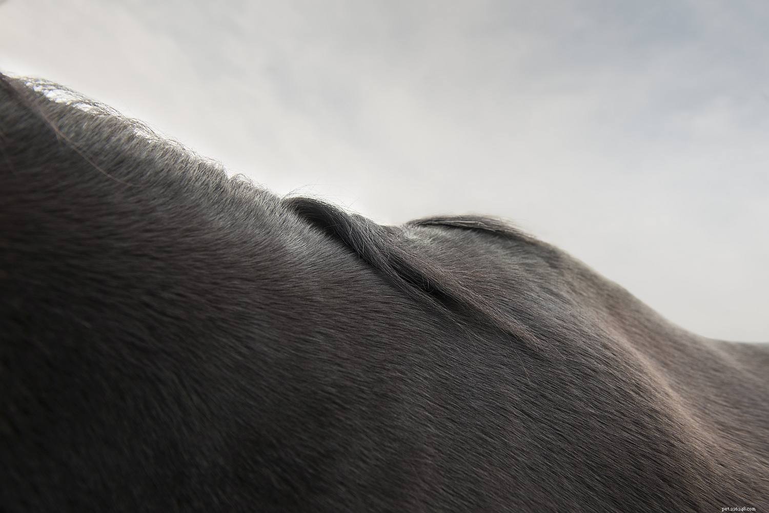 Una guida per immagini alle diverse parti di un cavallo