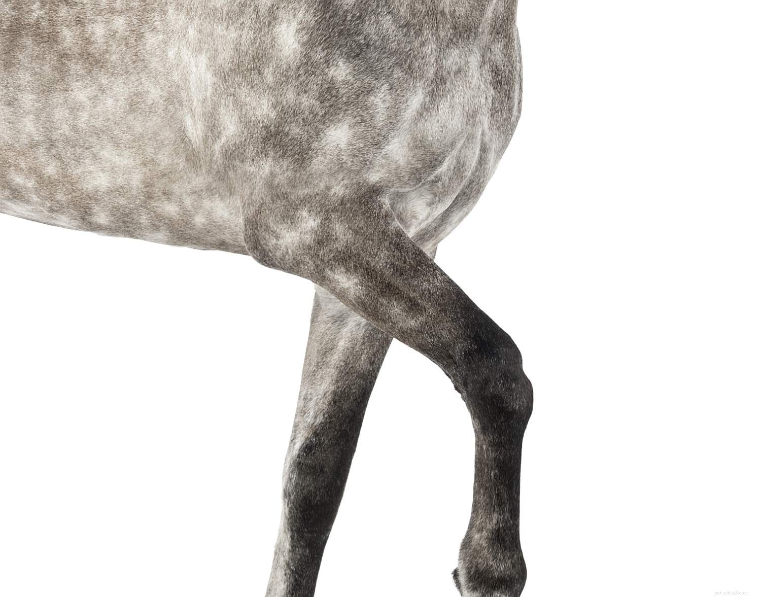 Um guia ilustrado das diferentes partes de um cavalo
