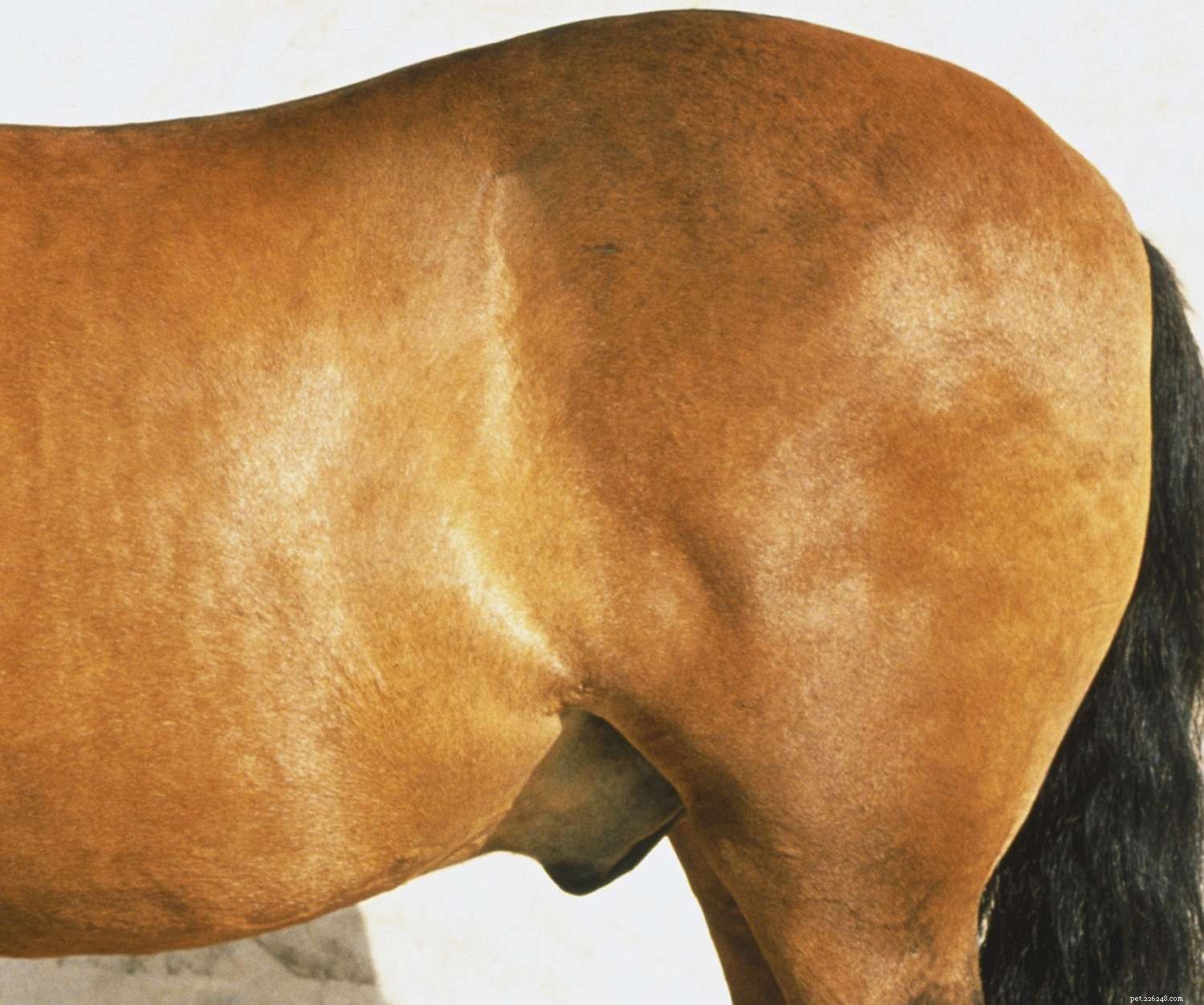 Obrázkový průvodce různými částmi koně