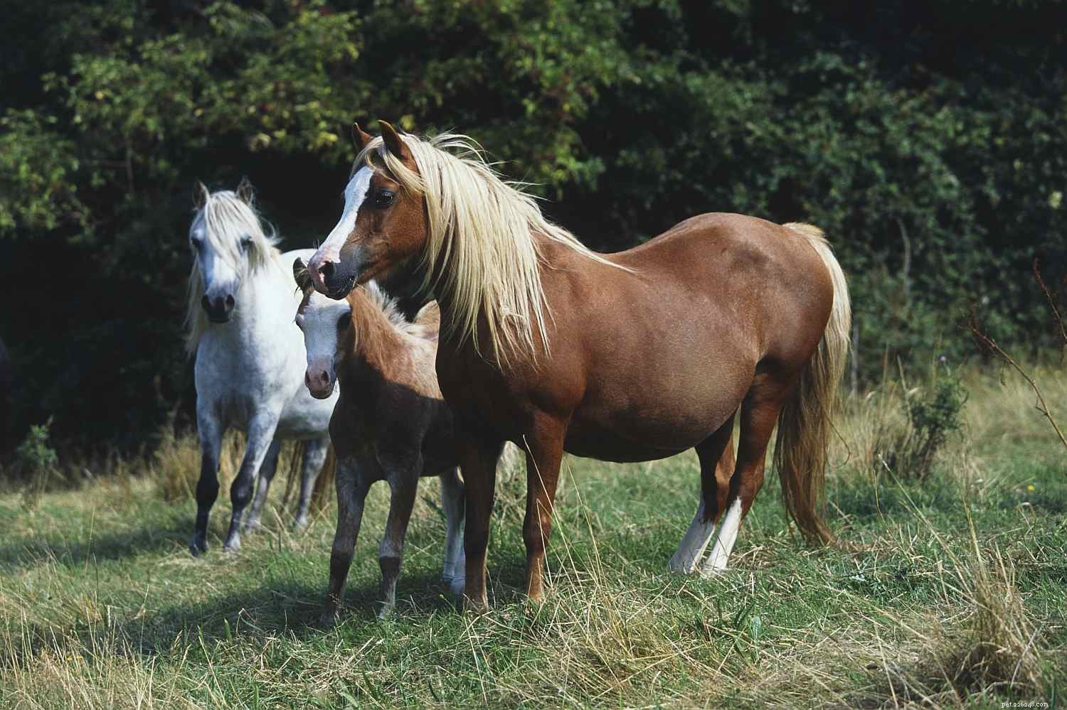 En bildguide till de olika delarna av en häst