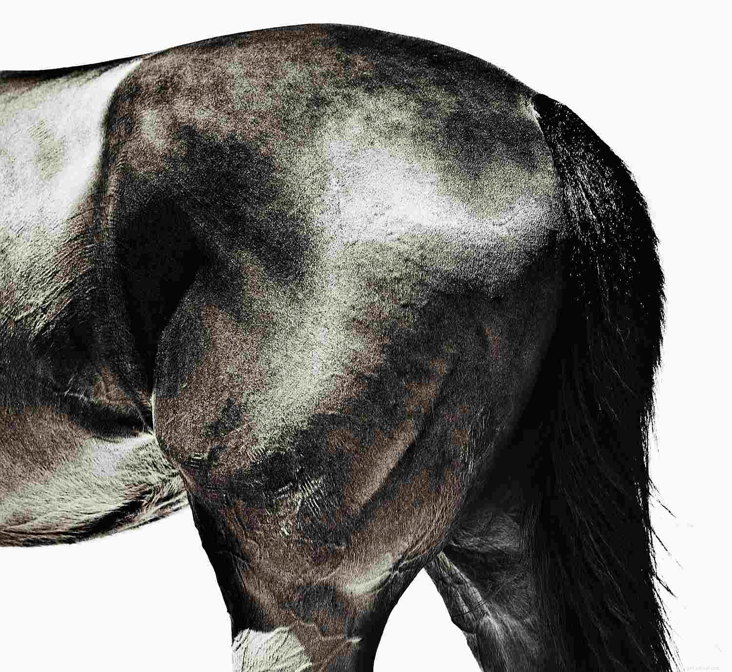 Um guia ilustrado das diferentes partes de um cavalo