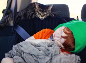 8 dicas para ajudar os gatos a aproveitar a viagem de carro