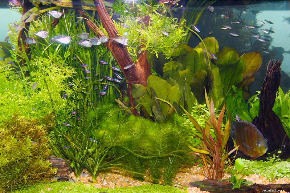 Conversão de plástico para plantas vivas em um aquário comunitário