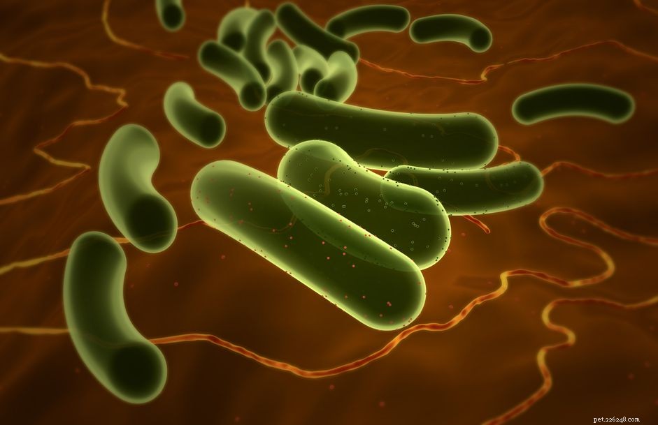 Е. coli (кишечная палочка) в книге «Собаки:инфекции и профилактика»