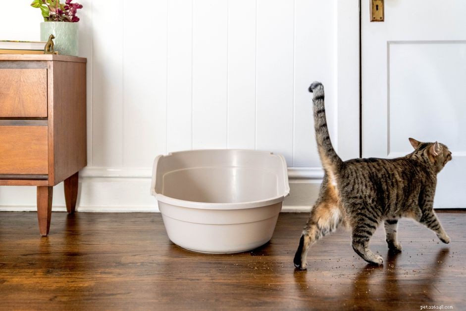 Hoe u kunt voorkomen dat uw kat zwerfvuil en poep opspoort