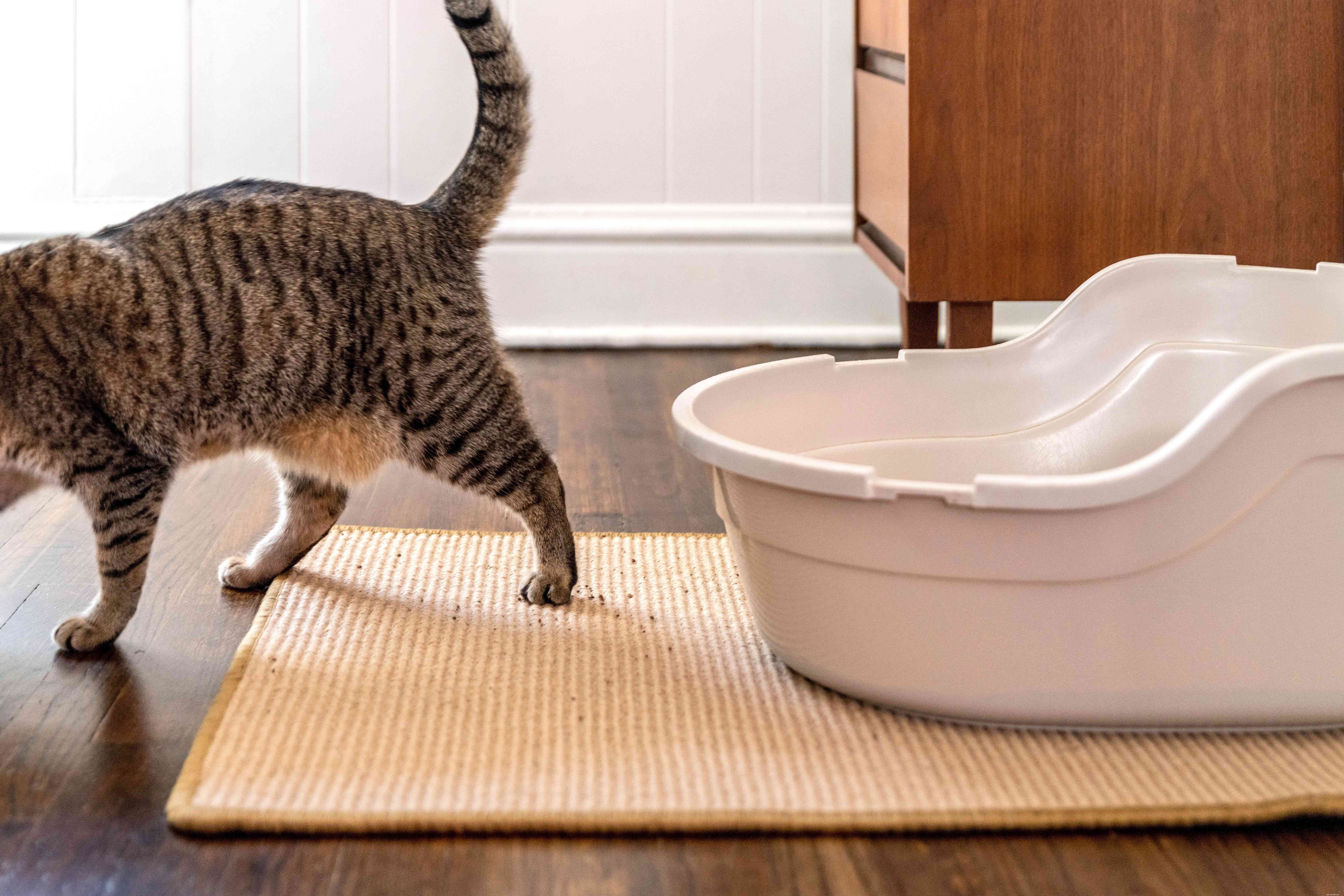Como impedir que seu gato rastreie lixo e cocô