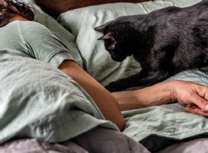 고양이가 밤에 잠에서 깨는 것을 막는 방법