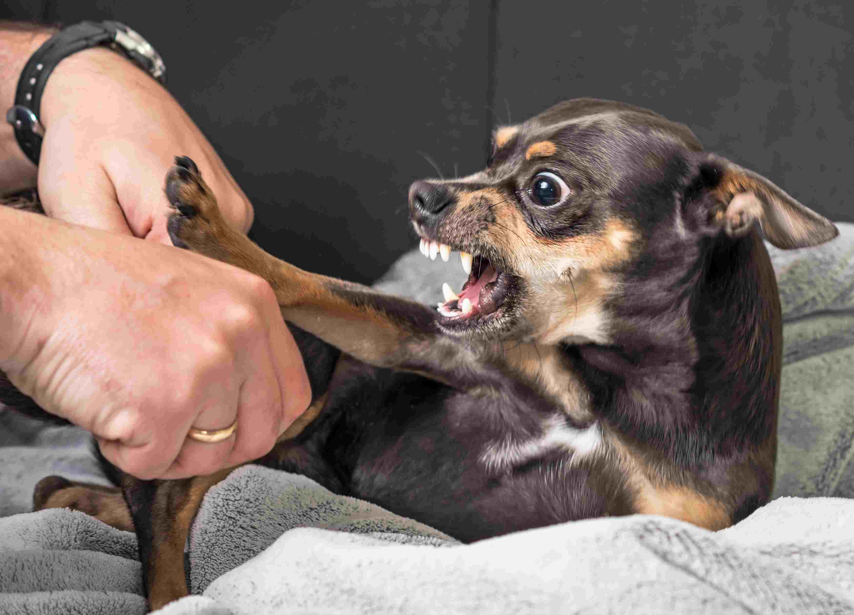 Агрессия щенков