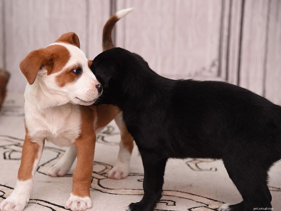 Inzicht in puppy-agressie